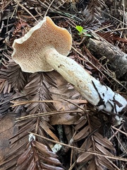 Hydnum oregonense