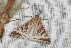 Phrataria replicataria