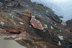 Eichleriella deglubens