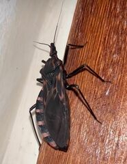 Triatoma vitticeps