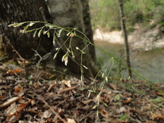 Poa sylvestris