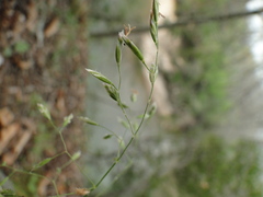 Poa sylvestris