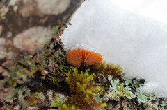 Flammulina elastica