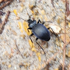 Carabus goryi