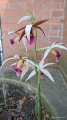 Phaius