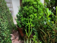 Pteris ensiformis victoriae