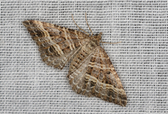 Chrysolarentia subrectaria