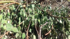 Opuntia guatemalensis