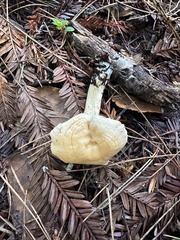 Hydnum oregonense