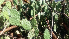 Opuntia guatemalensis