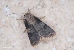Agrotis puta