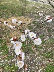 Prunus serrulata