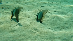 Platax orbicularis