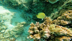 Chaetodon