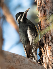 Sphyrapicus thyroideus