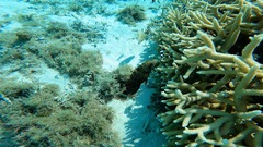 Cheilinus chlorourus