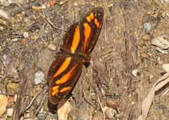 Castilia eranites