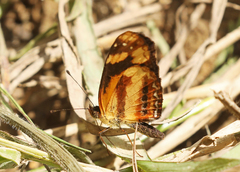 Castilia eranites