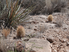 Echinomastus johnsonii