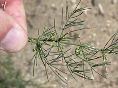 Asparagus nelsii