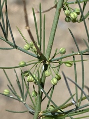 Asparagus nelsii