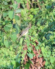 Myiarchus