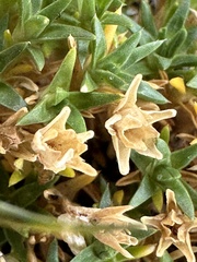 Colobanthus quitensis