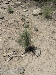 Asparagus nelsii