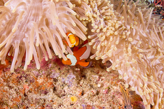 Amphiprion ocellaris