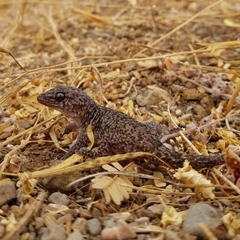 Tarentola darwini