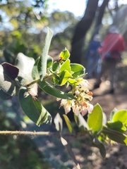 Arctostaphylos regismontana