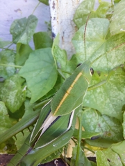 Staleochlora viridicata