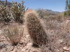 Echinomastus johnsonii