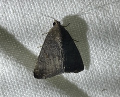 Amyna axis