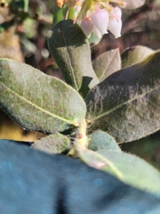Arctostaphylos regismontana