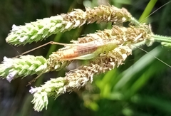 Conocephalus saltator