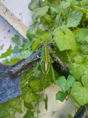 Staleochlora viridicata