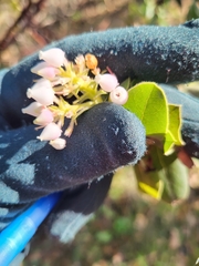Arctostaphylos regismontana