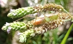 Conocephalus saltator
