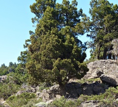 Austrocedrus chilensis