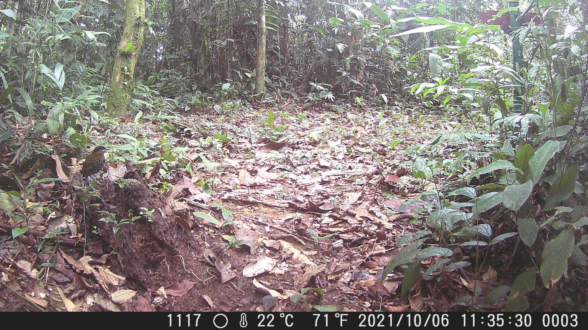 Black-crowned Antpitta (Pittasoma michleri), photo 7