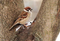 Passer montanus