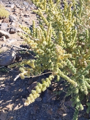 Adenocarpus viscosus