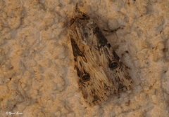 Agrotis herzogi