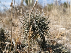 Tillandsia karwinskyana
