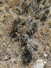 Tillandsia karwinskyana