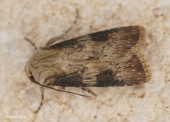 Agrotis puta