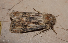 Agrotis haifae