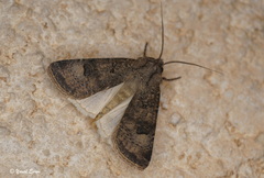 Agrotis trux