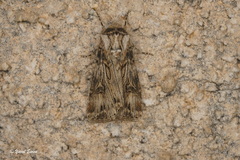 Agrotis haifae